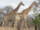 Online giraff pussel för barn