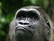 Online gorilla lätt pussel gratis