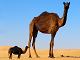 Online kamel medel pussel