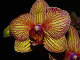Online orkide medel pussel