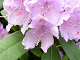 Lägga Rhododendron pussel