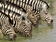 Online zebra pussel för barn